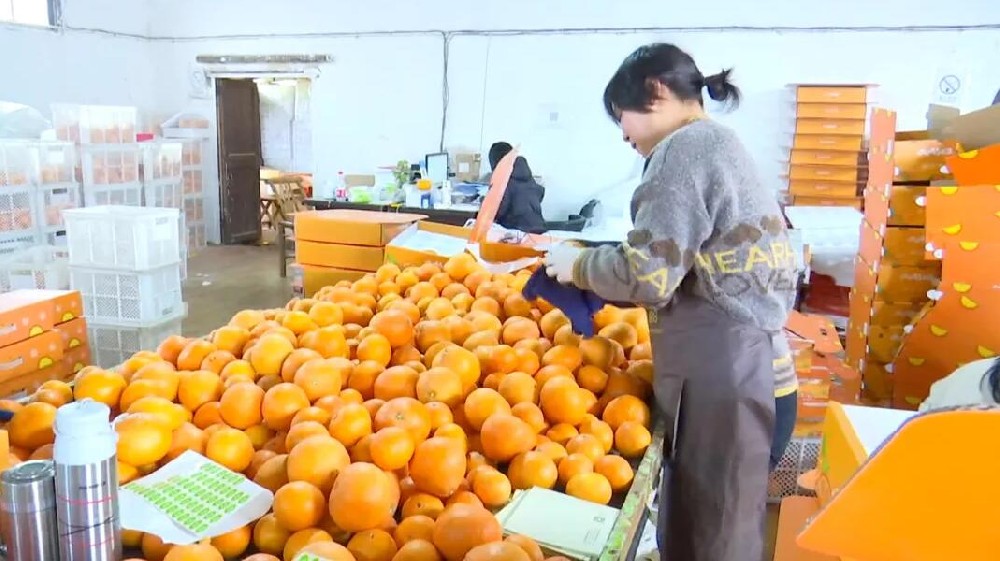 水果分選，提高效益！浙江溫嶺建成首條水果無損檢測(cè)分級(jí)流水線 眼下正是柑橘名果“紅美人”大批量上市期。這幾日，東浦農(nóng)業(yè)開發(fā)有限公司東浦現(xiàn)代農(nóng)業(yè)產(chǎn)品中心正在調(diào)試我市首條水果無損檢測(cè)分級(jí)流水線。該流水線不僅能區(qū)分果實(shí)大小、輕重，還能通過激光、紅外光譜，分辨出果實(shí)有無擦傷等瑕疵