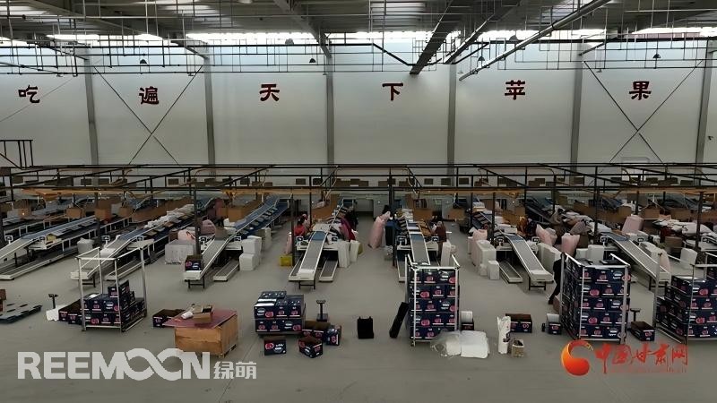 “這個(gè)綠萌‘呵福式’智能四通道一體自動(dòng)化分揀包裝生產(chǎn)線剛安裝上就投入使用，高效便捷。幫我們完成對(duì)尼泊爾出口的300噸蘋果分揀包裝?！膘o寧蘋果產(chǎn)地冷鏈物流園運(yùn)營(yíng)團(tuán)隊(duì)負(fù)責(zé)人孫杰錕在剛剛建成投入使用的分選車間邊忙向記者解說?！澳壳熬头謷囬g創(chuàng)造就業(yè)崗位三百多個(gè)，其中包裝工約300人、檢果工50人、裝卸工20人，為周
